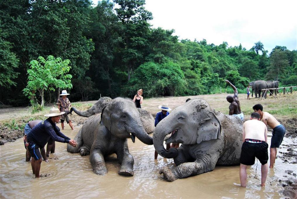 Elephant Experience