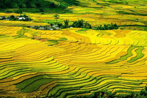Mu Cang Chai - the most picturesque rice terraced field in Vietnam
