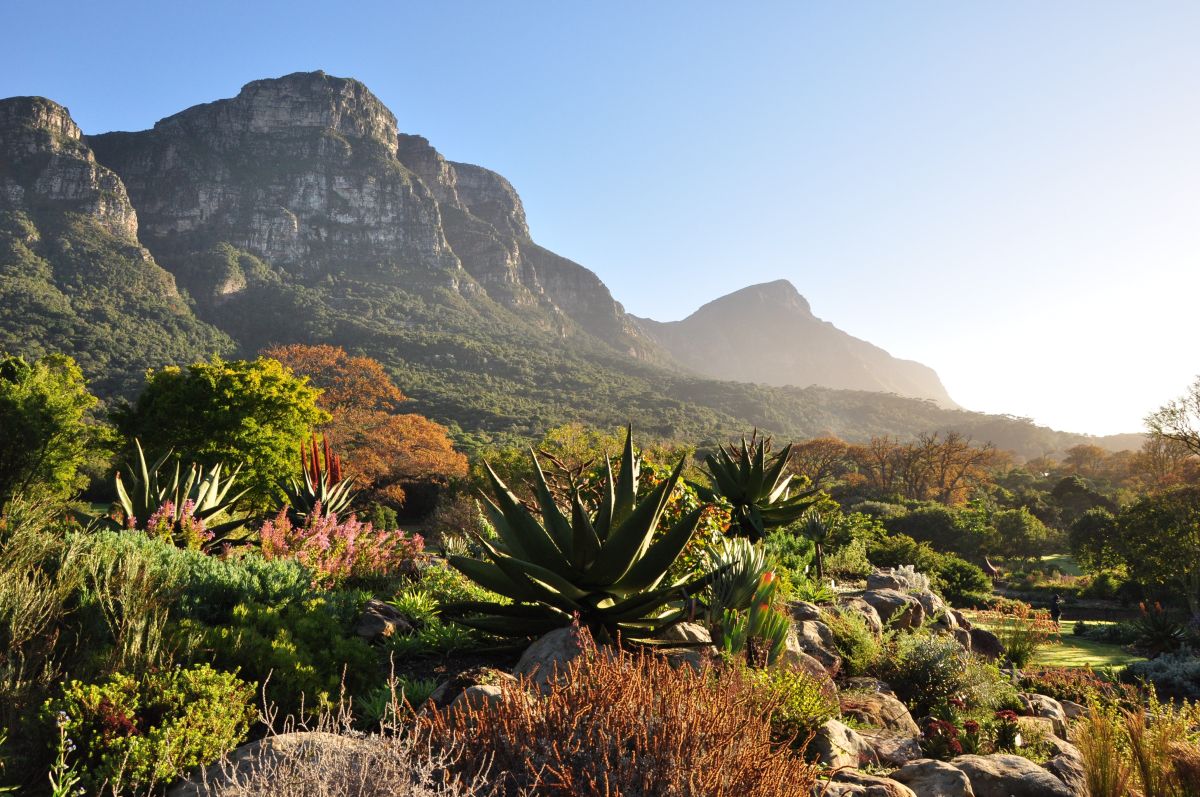 Kirstenbosch – Vườn thực vật đẹp nhất thế giới trong tour du lịch Nam Phi