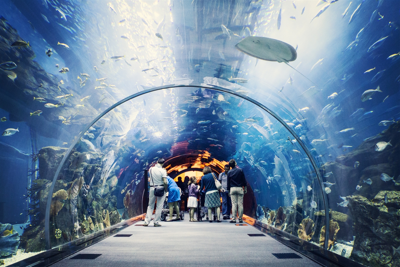 Thủy cung Dubai Aquarium – nơi tái hiện chân thực cuộc sống hàng nghìn sinh vật biển